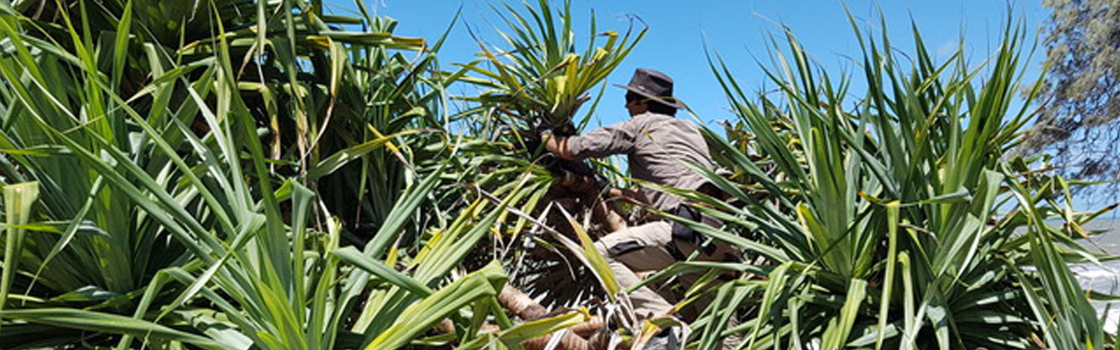 Protecting Noosa’s Pandanus with science, collaboration and action
