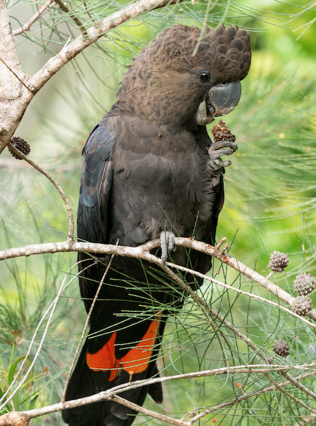 glossy black cockatoo feeds on cone