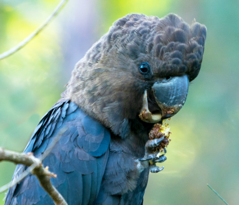 A Glossy Black-Cockatoo eating a Casuarina seed