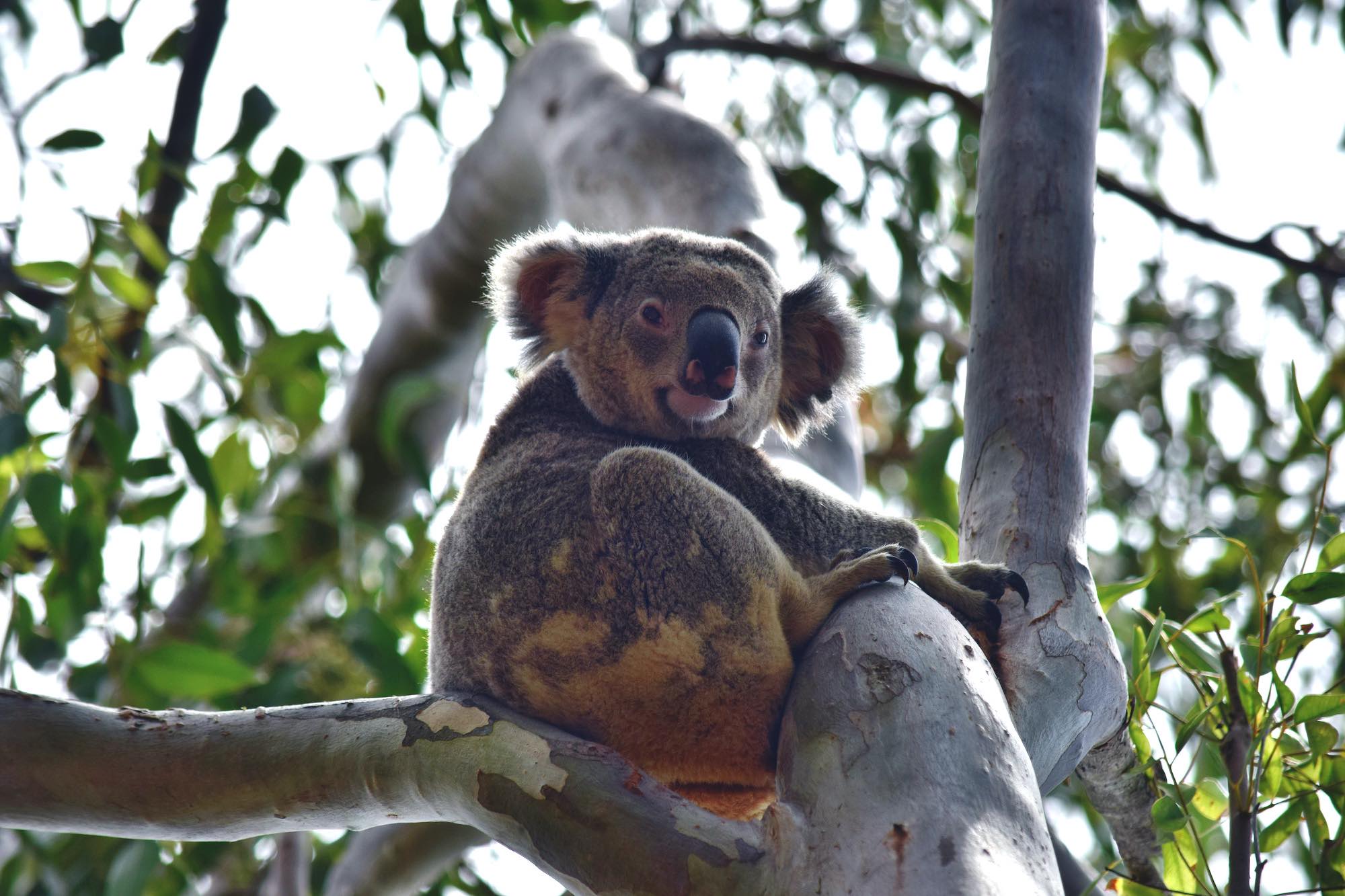 Cute wild koala is sitting on the tree in Noosa National Park on Queensland, Sunshine Coast, Australia