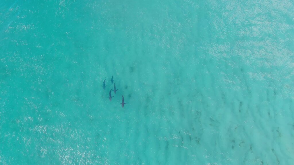whaler sharks in water