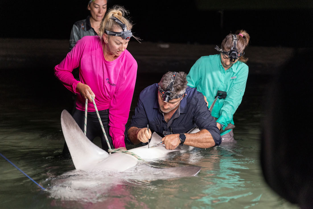 bull shark tagging for research with dr bonnie holmes from UniSC